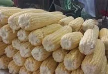 Bulog Sungai Penuh Baru Serap 45 Ribu Ton Jagung Petani