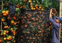Sembilan Pohon Buah Pembawa Hoki Bikin Rezeki Lancar