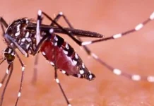 Waspada DBD di Musim Hujan, Dinkes Sungai Penuh Ajak Warga Terapkan Hidup Bersih
