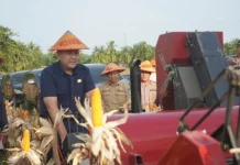 Sinergi Forkopimda dan Pemkab, Panen Jagung Merangin Tembus 162 Ton