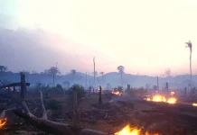 Cegah Risiko Kebakaran Hutan,BPBD Kerinci Larang Pembakaran Lahan