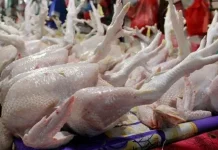 Harga Ayam Potong di  Kerinci Masih Bertahan,Capai Rp48 Ribu per Kg