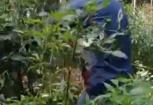 Harga Jatuh, Cabai Berbuah Lebat di Kerinci Justru Ditebang