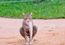 Cara Mengatasi Bau Kotoran Kucing yang Menyengat