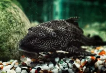 Ini Penjelasan Kenapa Ikan Sapu-sapu Merusak Ekosistem