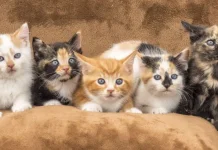 Arti Warna Kucing Peliharaan, Mitos atau Fakta?