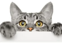 kucing suka menggigit tangan dan kaki kita? Berikut alasannya