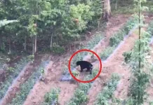 BBTNKS Cek ke Lokasi Tindaklanjuti Kemunculan Beruang di Kerinci