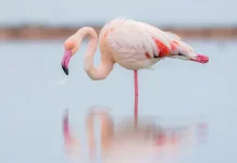 Mengapa Flamingo Sering Berdiri Dengan Satu Kaki?