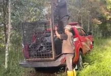 Warga Kerinci Resah, Beruang Masuk Kebun Cabai