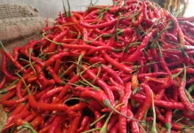 Harga Cabai Merah,di Tanjung Bajure Melonjak Drastis Naik 100 Persen