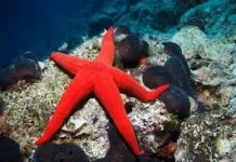4 hewan yang hidup di lautan tapi tidak bisa berenang