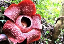 Dua Bunga Rafflesia Arnoldi Mekar Bersamaan di Hutan Palupuh