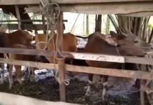 Sebanyak 2.540 Hewan Kurban Kerinci Siap Penuhi Kebutuhan Iduladha
