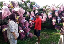 Wisata Kelengkeng Merangin Ramai Dikunjungi Warga Jambi