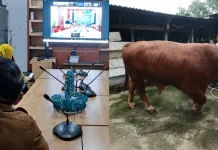 Presiden Prabowo Salurkan Sapi Kurban 826 Kg untuk Warga Merangin