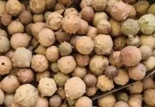 Inilah Manfaat Manjakani untuk Kesehatan Tubuh