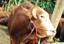 Bolehkah Menjual Kulit Hewan Kurban? Ini Hukumnya dalam Islam