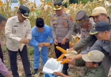 Serapan Jagung dan Gabah Petani Kerinci Terus Bertambah
