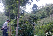 Warga Resah, Dugaan Harimau di Ladang Kerinci Ditelusuri Tim BBTNKS