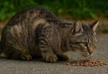 Tips Aman dan Alami Mencegah Kucing Liar Berkeliaran di Rumah