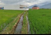 Irigasi Persawahan Cangkin Rusak 30 Tahun, Petani Desa Gedang Minta diperbaiki