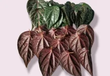 Sirih Merah Jadi Bahan Kosmetik Lokal, Berikut Manfaatnya untuk Kulit