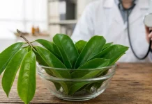 Efektivitas Daun Sirsak Terhadap Kanker, ntara Klaim Herbal dan Bukti Ilmiah