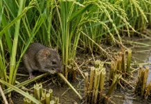 Serangan Tikus Semakin Masif, Petani di Sungai Penuh Dibayangi Gagal Panen