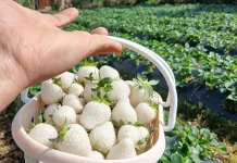 Stroberi Putih, Buah Unik yang Rasanya Mirip Nanas