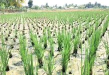 Petani Sungai Penuh Andalkan Teknik Salibu untuk Hemat Waktu dan Biaya