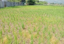 Tak Ada Irigasi, Sawah Warga Sungai Penuh Kering Berbulan-bulan saat Kemarau
