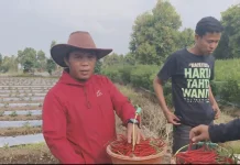 Harga Cabai Merah Keriting di Kerinci Bertahan Rp18 Ribu hingga Rp20 Ribu