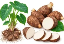 Kimpul, Umbi-Umbian Lokal yang Kaya Manfaat dan Nutrisi