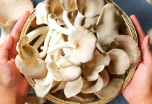 Jamur Bulan, Ketahui Manfaat dan Tips Aman Mengonsumsinya