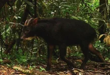 Hutan TNKS Masih Jadi Rumah Satwa Liar, Kamera Jebak Rekam Beragam Spesies