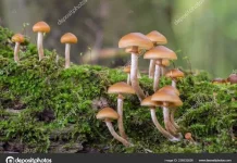 Gizi dari Jamur Potensial Tinggi, Waspada Jenis Beracun yang Mirip Tampilan