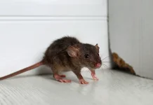 6 Cara Alami Mengusir Tikus dari Kamar Tidur, tanpa Racun dan Perangkap