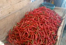 Harga Cabai Merah Meroket di Sungai Penuh,Pedagang Keluhkan Pasokan Berkurang