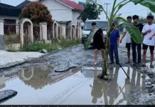 Pemuda Lubuk Suli Tanam Pisang di Jalan Rusak