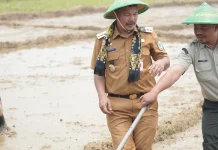 Tanam Padi Jenis PM-AAS Bupati dan Wabup Kerinci Turun ke Sawah,