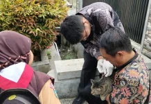 Cakupan Vaksinasi Rabies Capai 80 Persen, Petugas Lanjutkan Penyisiran
