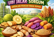 Sukun, Singkong, Ubi Jalar dan Sorgum Jadi andalan Pangan Masa Depan