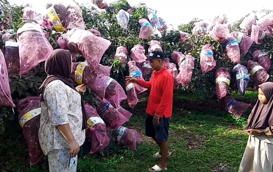 Wisata Kelengkeng Merangin Ramai Dikunjungi Warga Jambi