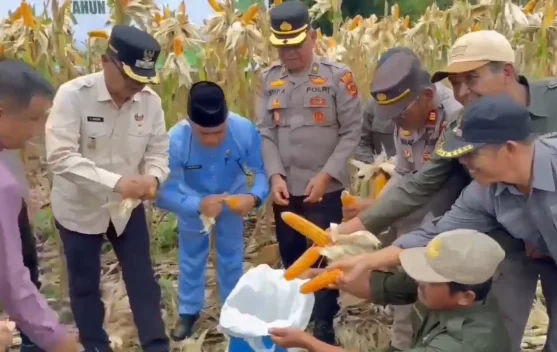 Serapan Jagung dan Gabah Petani Kerinci Terus Bertambah