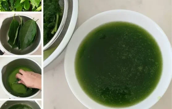 Manfaat Cincau Hijau di Musim Panas
