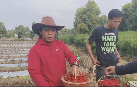 Harga Cabai Merah Keriting di Kerinci Bertahan Rp18 Ribu hingga Rp20 Ribu