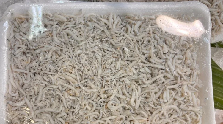 Jenis-jenis Ikan Teri, Si Kecil Kaya Manfaat