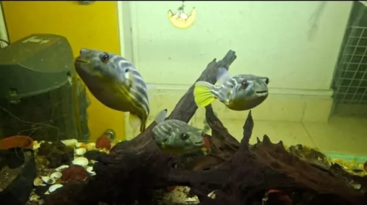 Unik dan Ekspresif, "Puffer Fahaka" Jadi Primadona Akuarium
