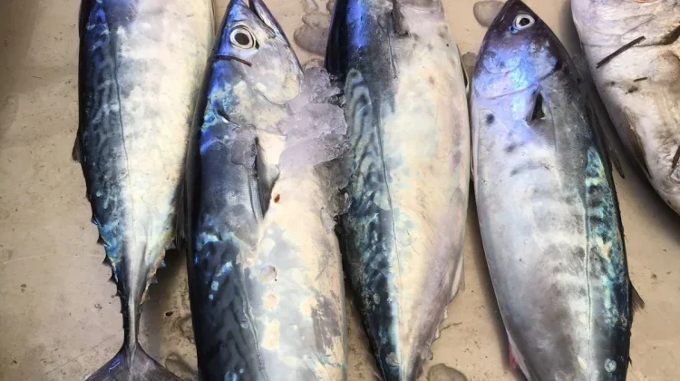 Ikan Tuna dan Ikan Tongkol, Kenali Perbedaannya